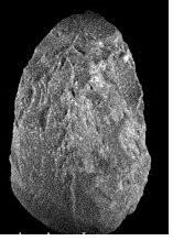 "Excalibur", bifaz de cuarcita de la Sima de los Huesos de Atapuerca